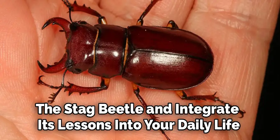 The Stag Beetle and Integrate 
Its Lessons Into Your Daily Life