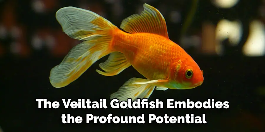 The Veiltail Goldfish Embodies
 the Profound Potential