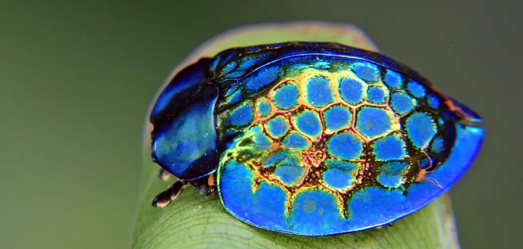 Tortoise Beetle Spiritual Meaning, Symbolism and Totem