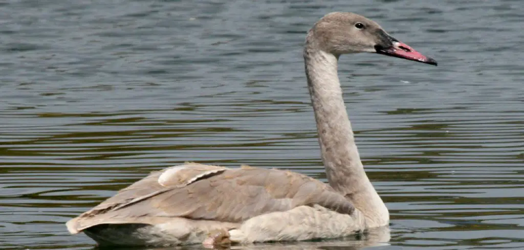 Trumpeter Swan Spiritual Meaning, Symbolism and Totem 