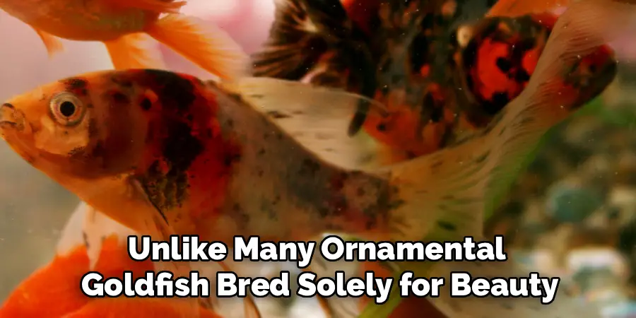 Unlike Many Ornamental
Goldfish Bred Solely for Beauty
