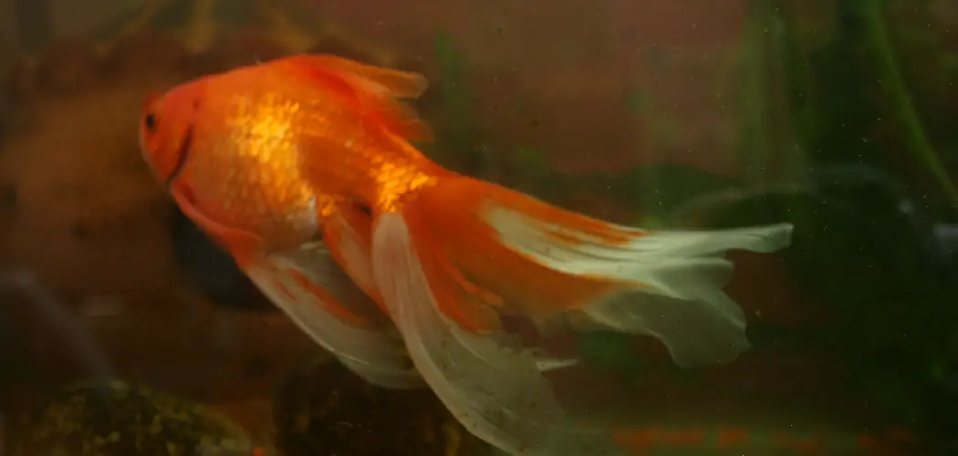 Veiltail Goldfish Spiritual Meaning, Symbolism and Totem Introduction