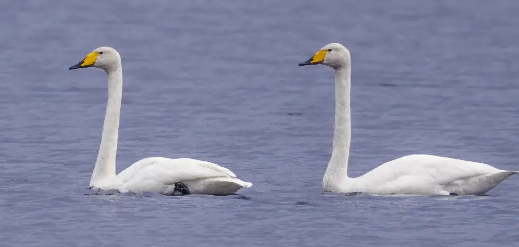 Whooper Swan Spiritual Meaning, Symbolism and Totem Introduction
