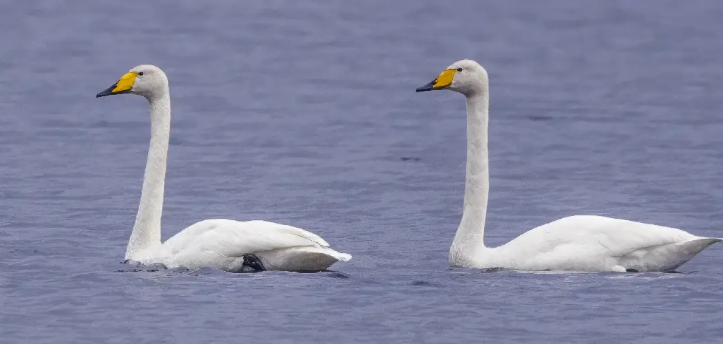 Whooper Swan Spiritual Meaning, Symbolism and Totem Introduction