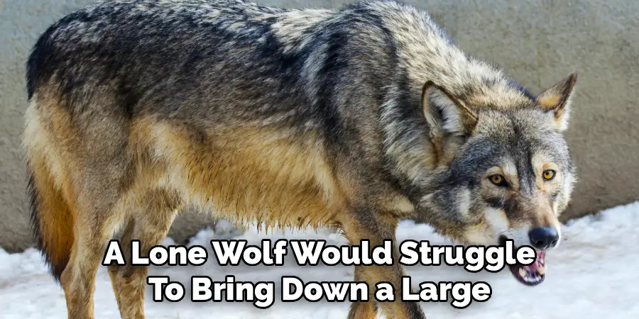 A Lone Wolf Would Struggle To Bring Down a Large