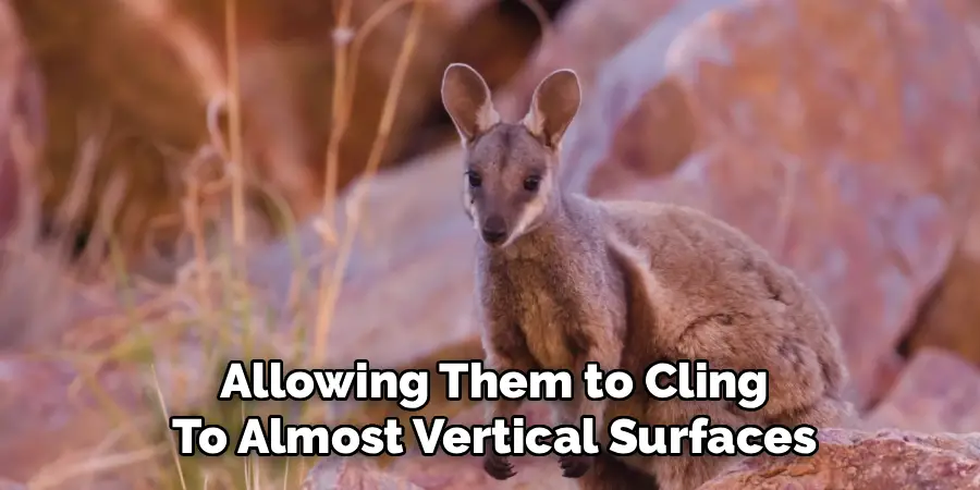 Allowing Them to Cling
To Almost Vertical Surfaces