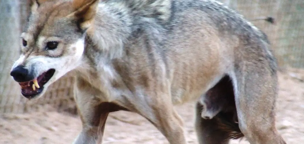 Arabian Wolf Spiritual Meaning