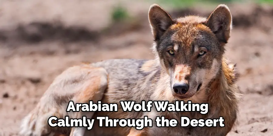 Arabian Wolf Walking Calmly Through the Desert