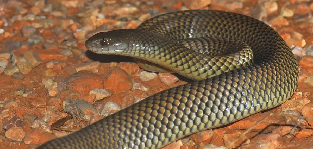 Brown Snake Spiritual Meaning, Symbolism and Totem