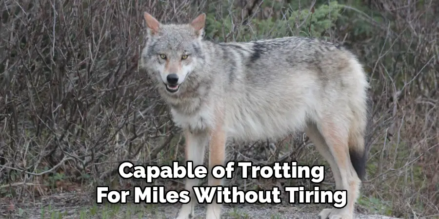 Capable of Trotting
For Miles Without Tiring
