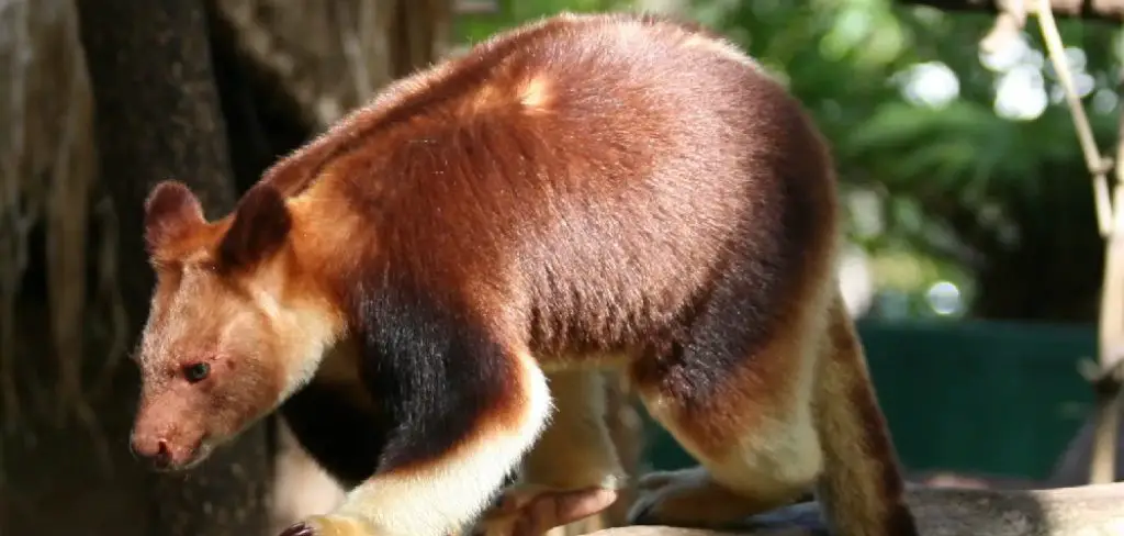 Dingiso Spiritual Meaning, Symbolism and Totem