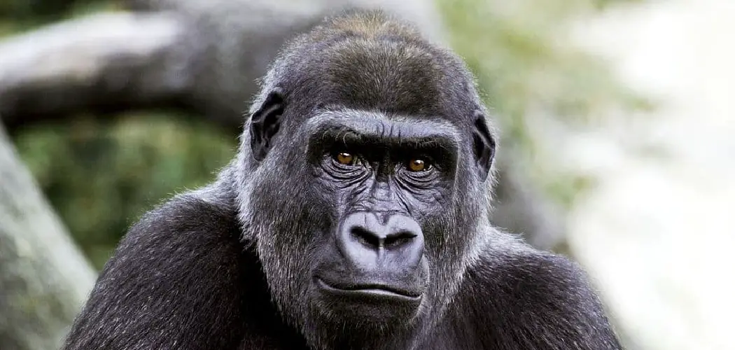 Eastern Gorilla Spiritual Meaning, Symbolism and Totem
