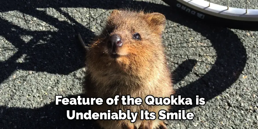 Feature of the Quokka is Undeniably, Its Smile