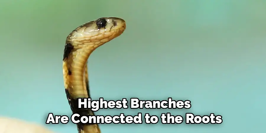 Highest Branches
Are Connected to the Roots