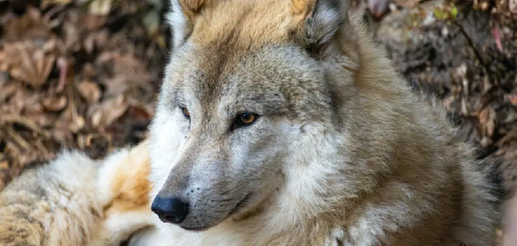 Himalayan Wolf Spiritual Meaning, Symbolism and Totem