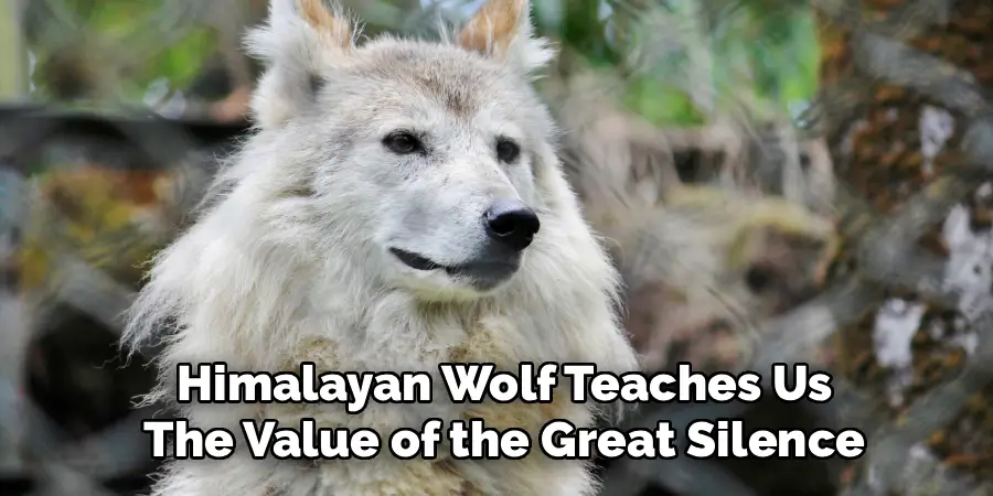 Himalayan Wolf Teaches Us
The Value of the Great Silence