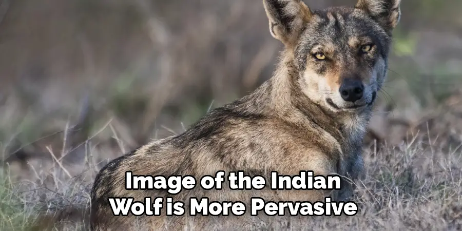 Image of the Indian
Wolf is More Pervasive