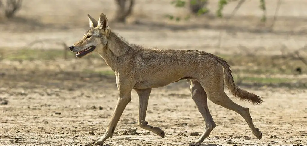 Indian Wolf Spiritual Meaning