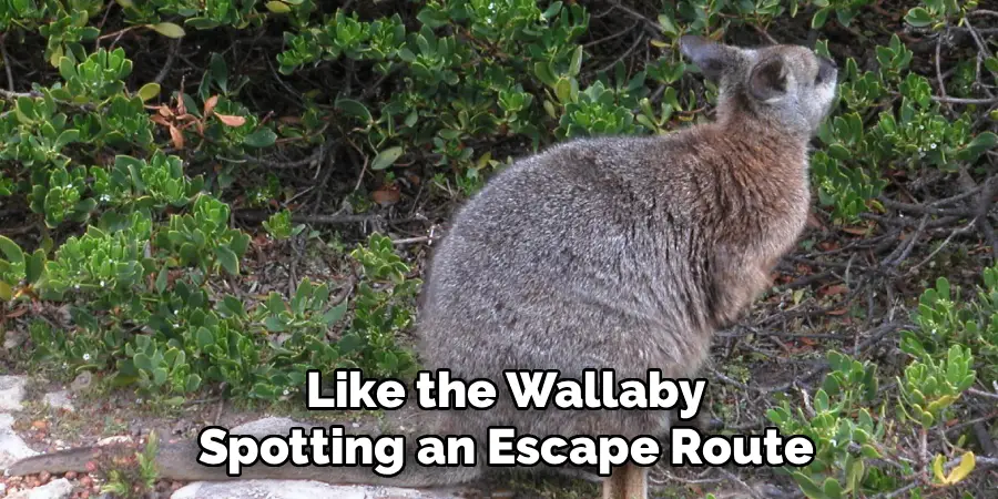 Like the Wallaby
Spotting an Escape Route