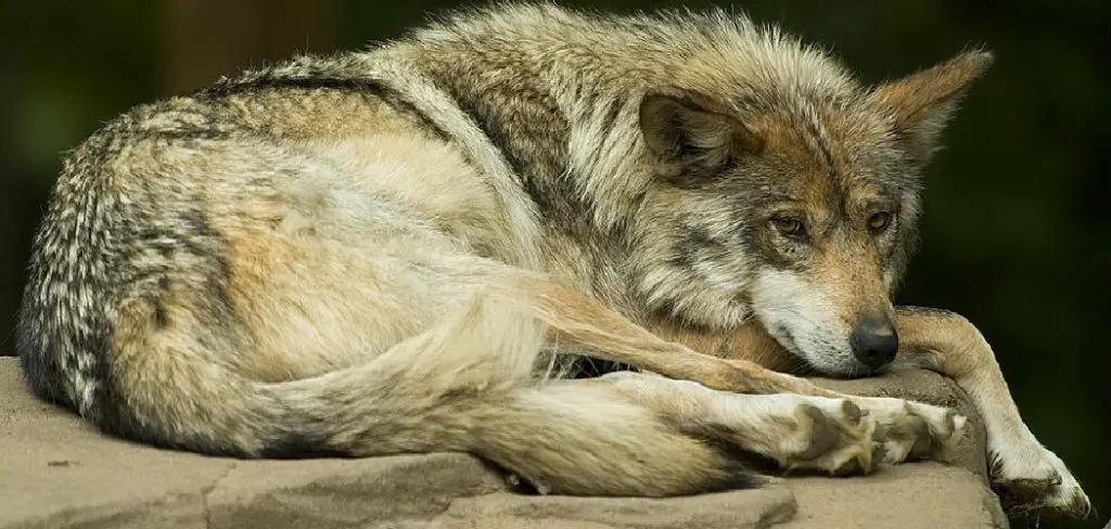 Mexican Wolf Spiritual Meaning