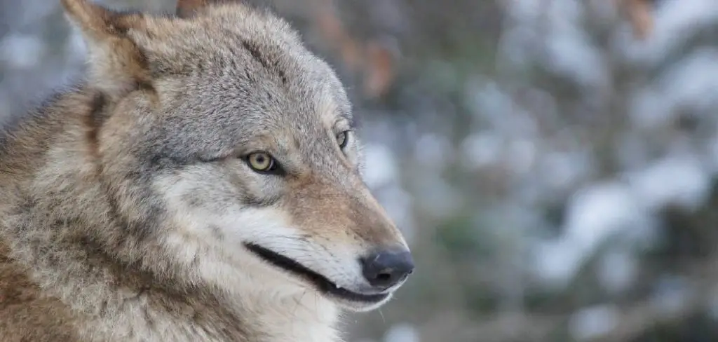 Mongolian Wolf Spiritual Meaning, Symbolism and Totem