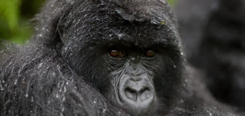 Mountain Gorilla Spiritual Meaning, Symbolism and Totem