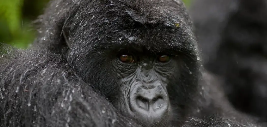Mountain Gorilla Spiritual Meaning, Symbolism and Totem
