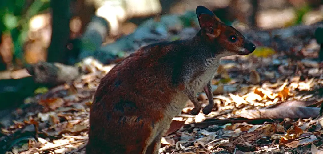 Pademelon Spiritual Meaning, Symbolism and Totem