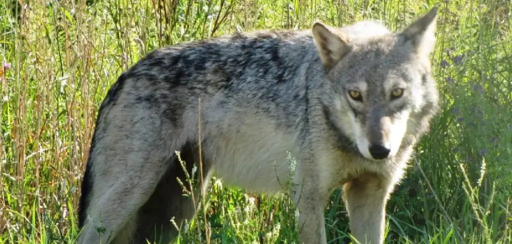 Plains Wolf Spiritual Meaning, Symbolism and Totem