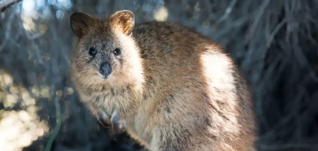Quokka Spiritual Meaning