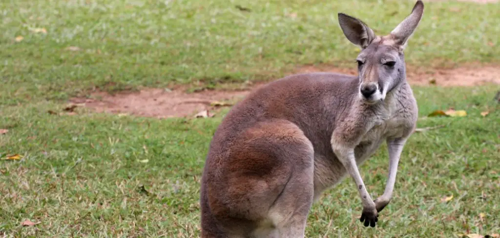 Red Kangaroo Spiritual Meaning, Symbolism and Totem