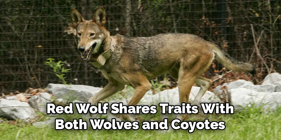 Red Wolf Shares Traits With Both Wolves and Coyotes