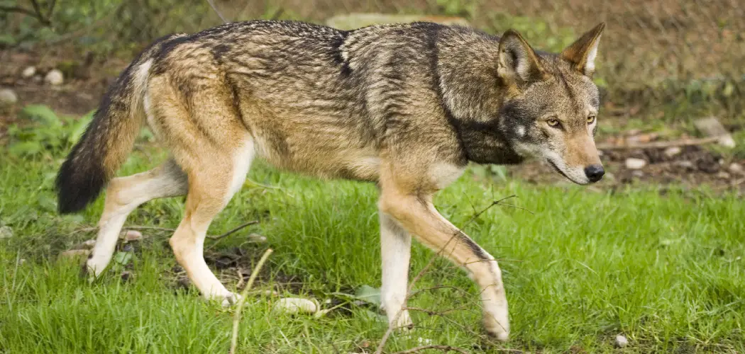 Red Wolf Spiritual Meaning