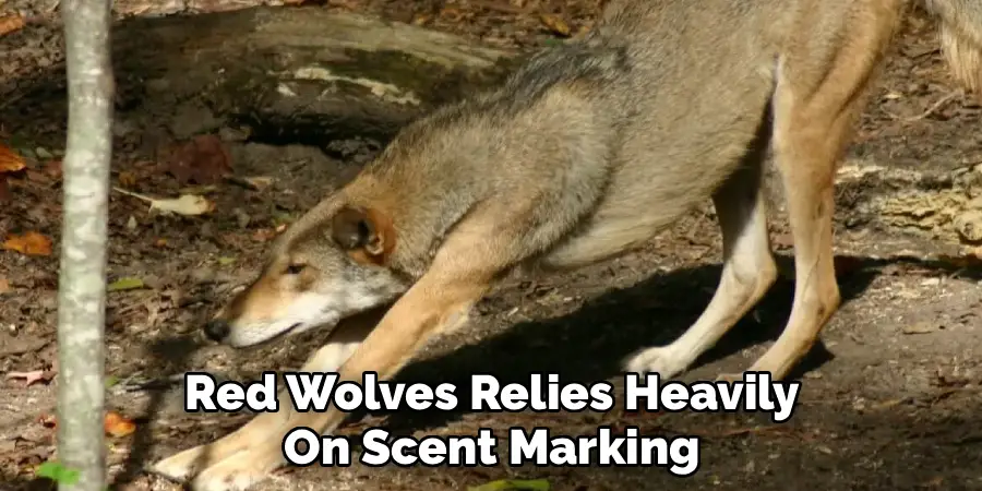 Red Wolves Relies Heavily On Scent Marking