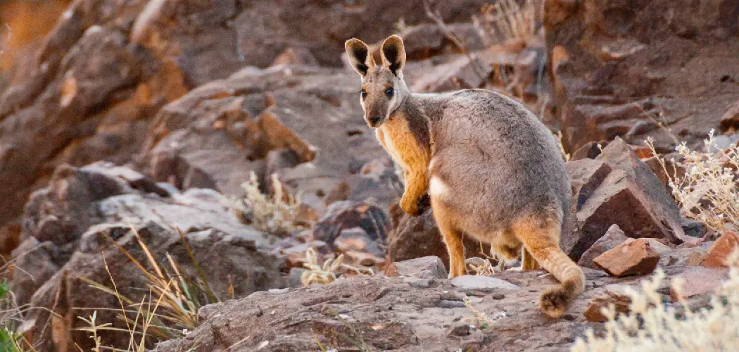 Rock Wallaby Spiritual Meaning, Symbolism and Totem