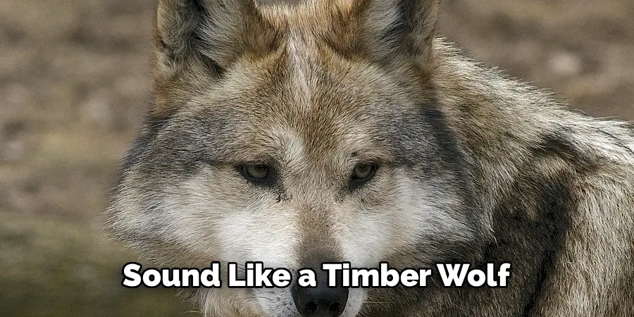 Sound Like a Timber Wolf