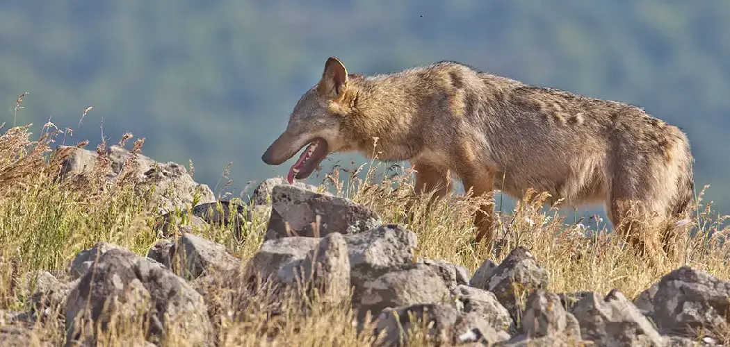 Steppe Wolf Spiritual Meaning, Symbolism and Totem