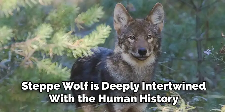 Steppe Wolf is Deeply Intertwined
With the Human History
