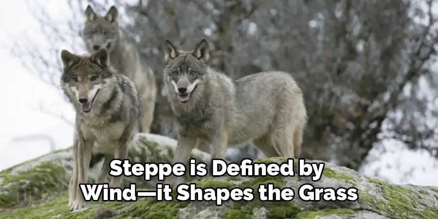 Steppe is Defined by
Wind—it Shapes the Grass