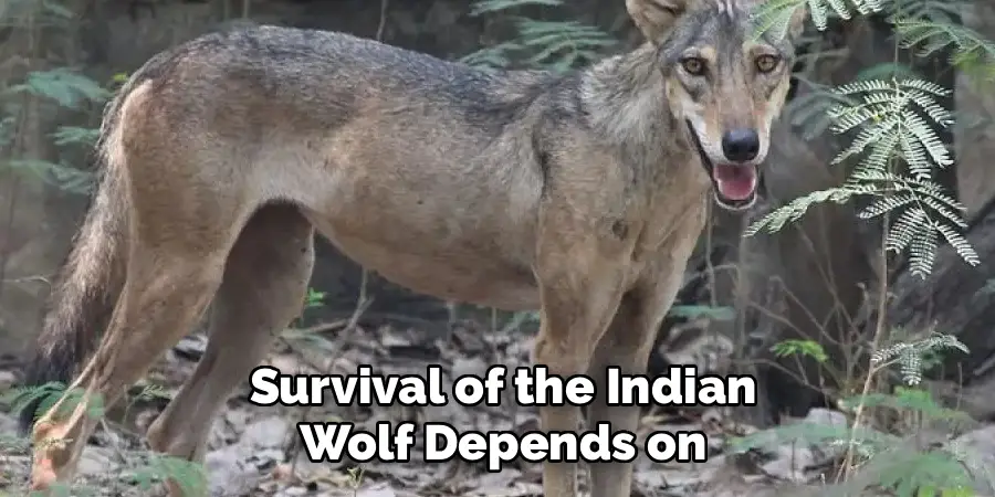 Survival of the Indian Wolf Depends on