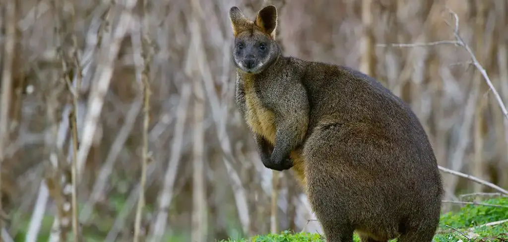 Swamp Wallaby Spiritual Meaning, Symbolism, and Totem