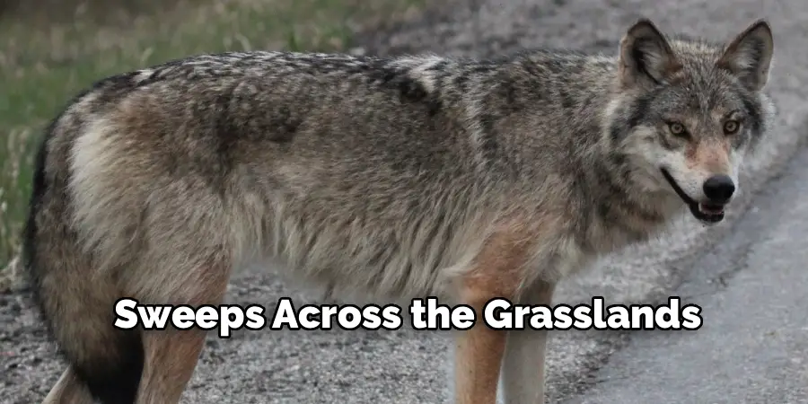 Sweeps Across the Grasslands