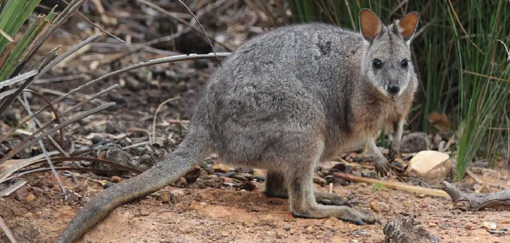 Tammar Wallaby Spiritual Meaning, Symbolism and Totem