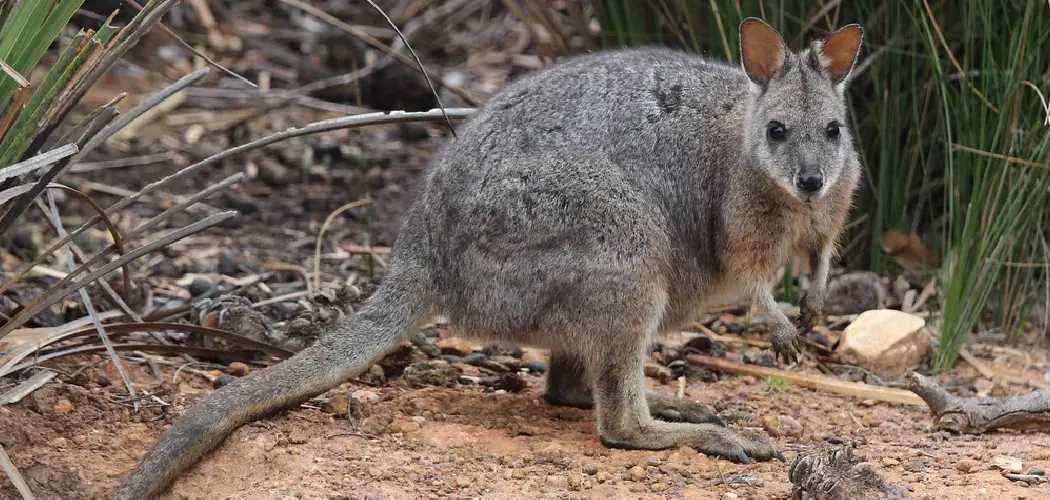 Tammar Wallaby Spiritual Meaning, Symbolism and Totem