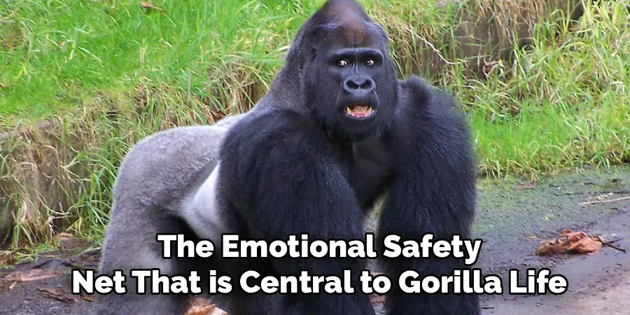 The Emotional Safety
Net That is Central to Gorilla Life