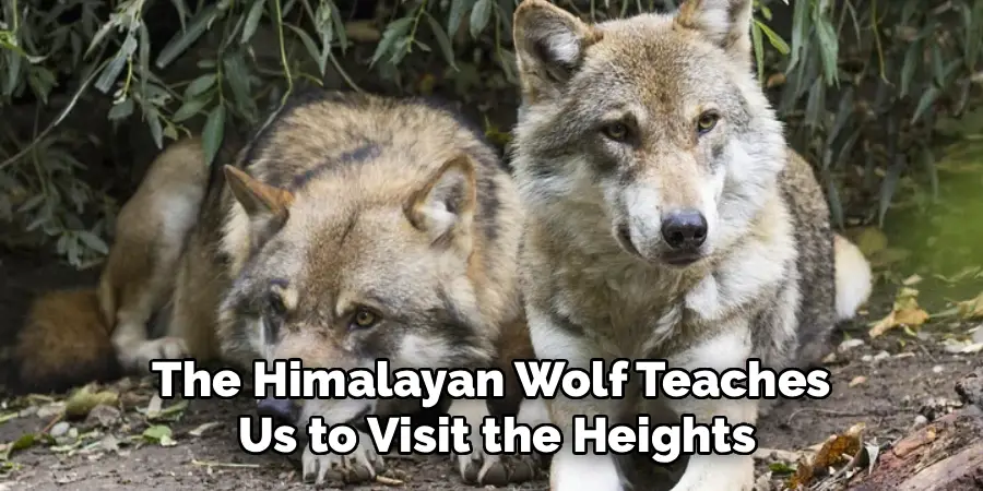 The Himalayan Wolf Teaches
 Us to Visit the Heights