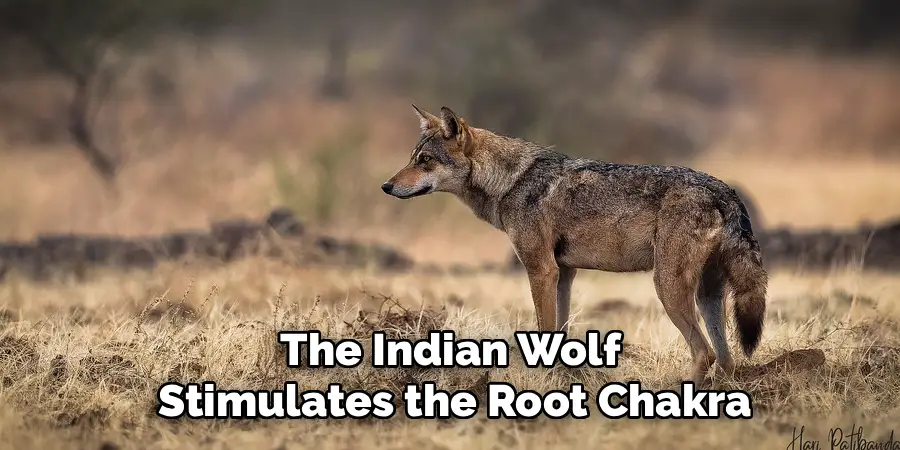 The Indian Wolf Stimulates the Root Chakra