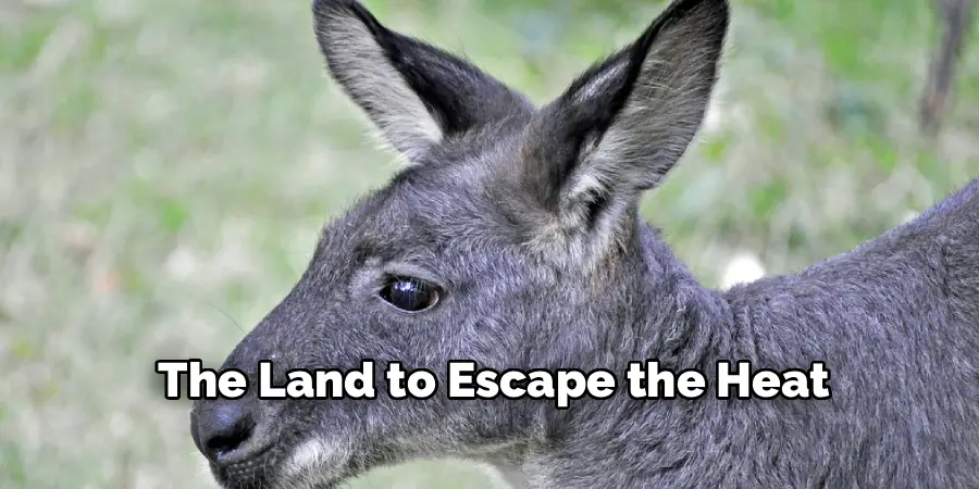 The Land to Escape the Heat