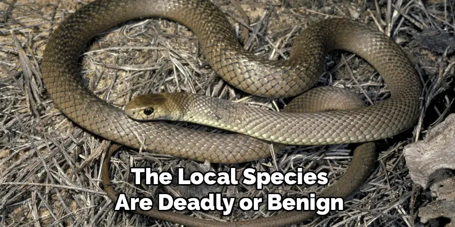 The Local Species
Are Deadly or Benign