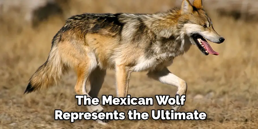 The Mexican Wolf Represents the Ultimate
